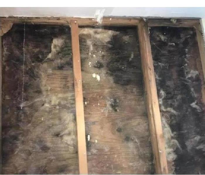 Black mold growth on drywall